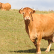 Illustration for article titled The 5 Cattle That Got Into The Mall, Ranked By How Bad They Are At Escalators